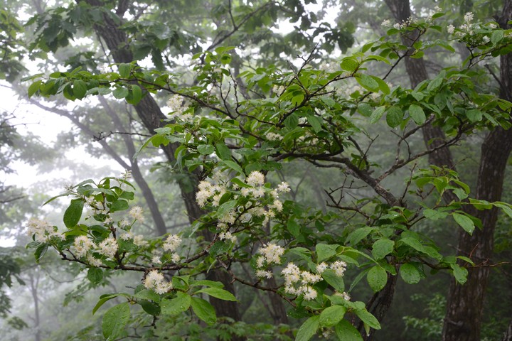 용문산이미지