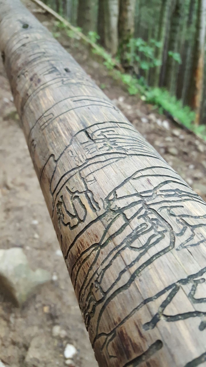 Poles