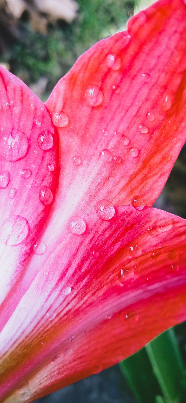 Petal