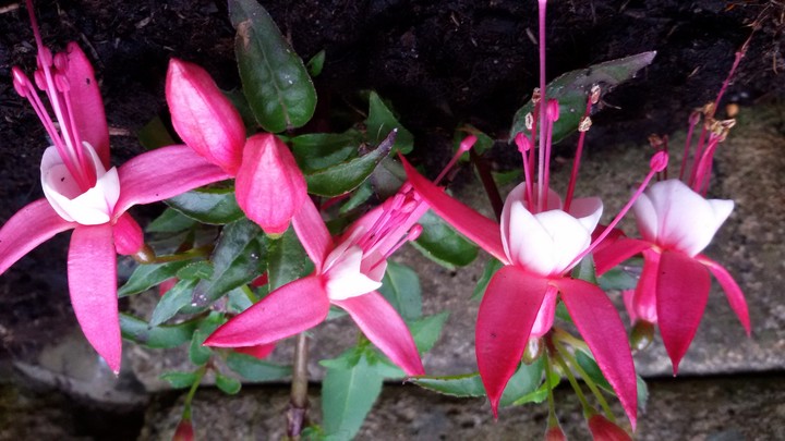Fuchsie