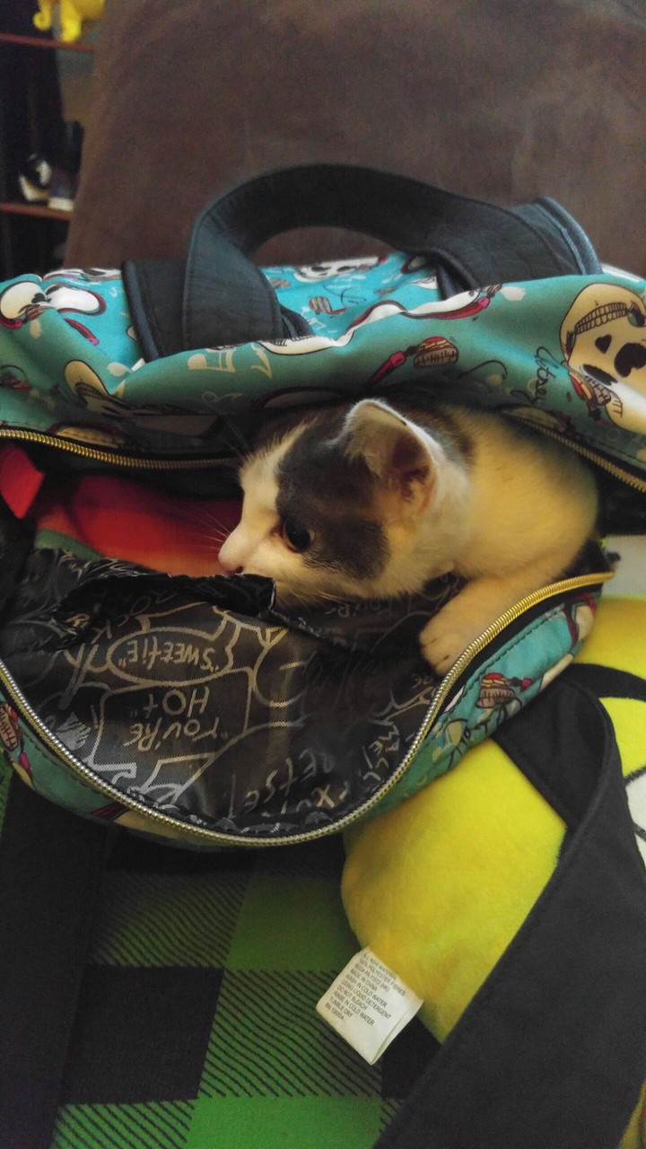 Ninja Kitty