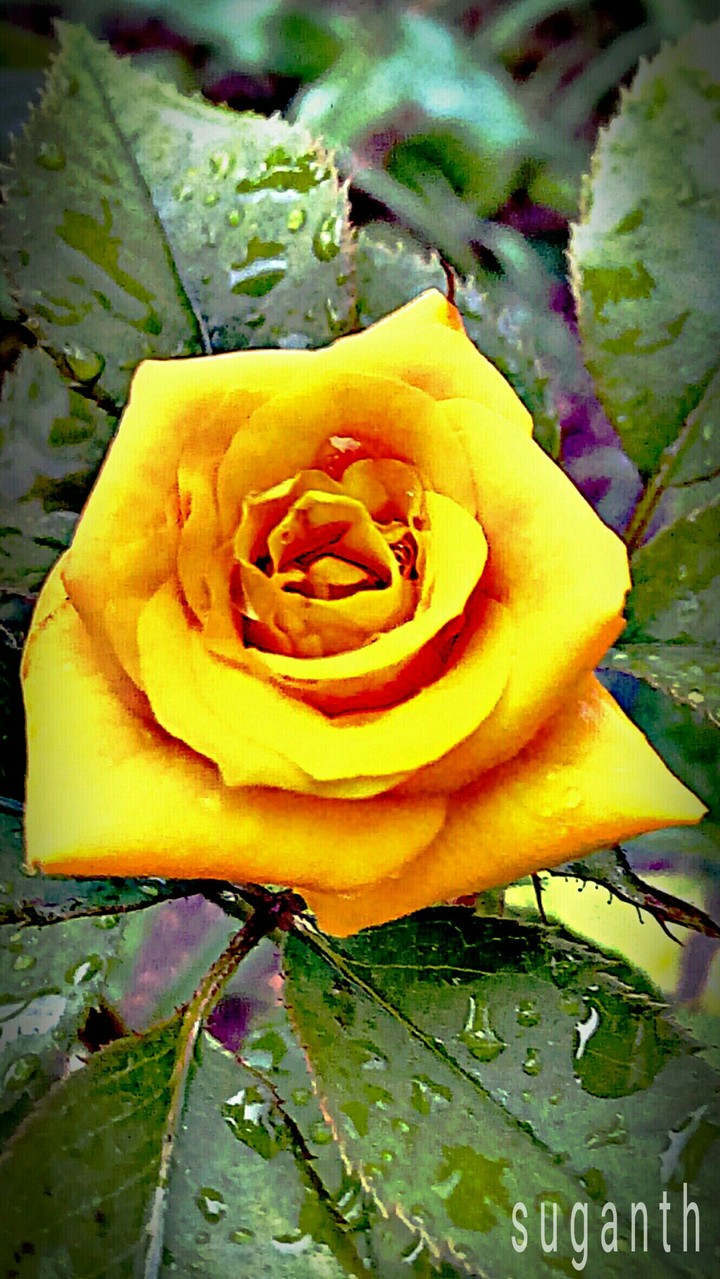 yellow flower with rain drops