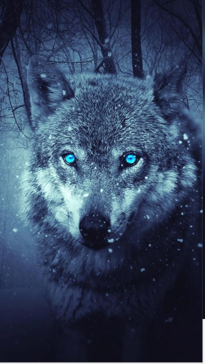 Lobo