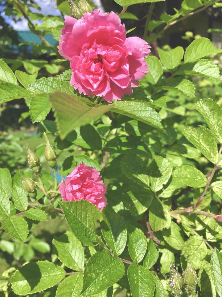 roses
