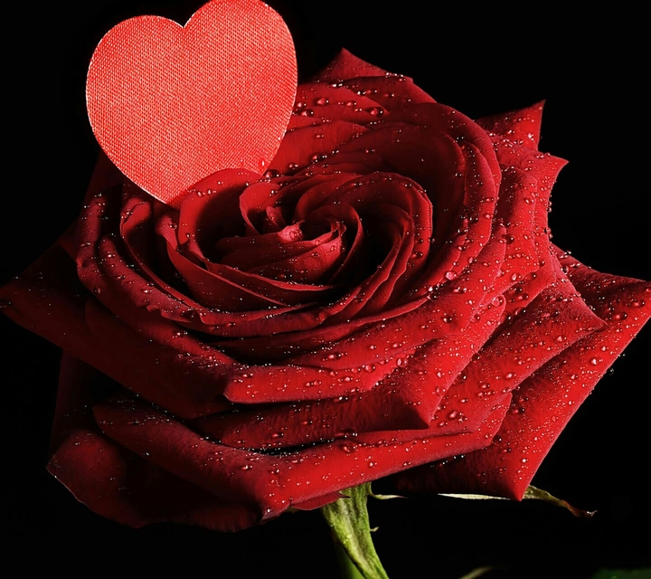 rose