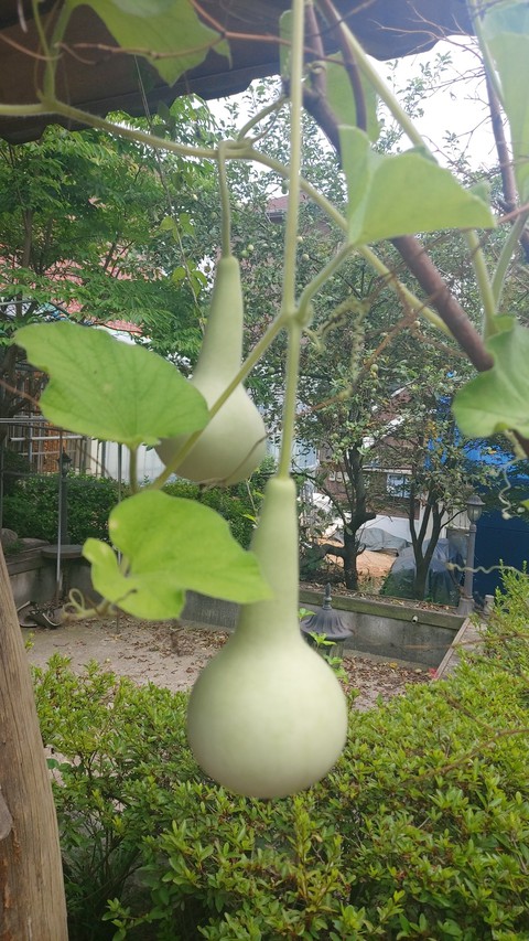 조롱박