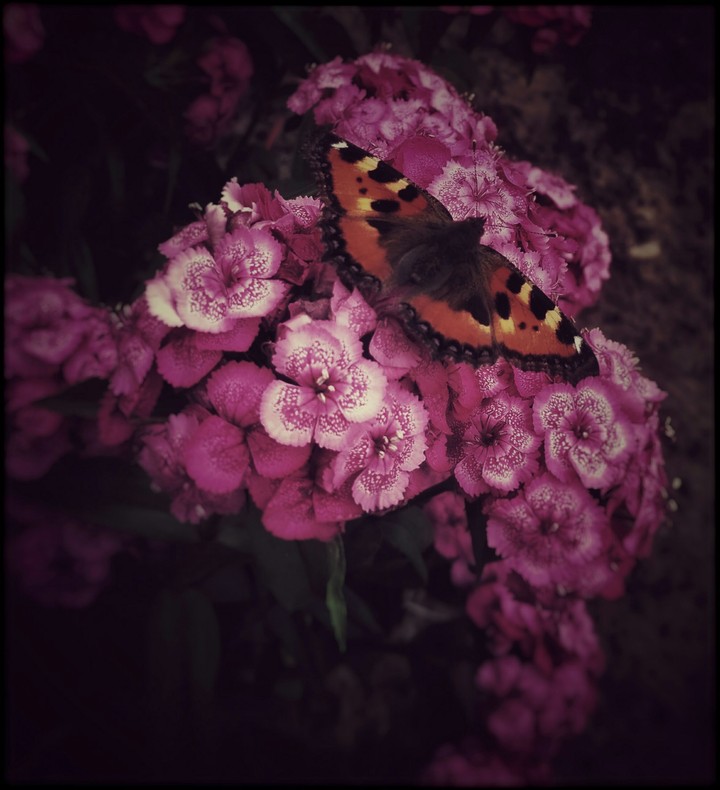 butterfly