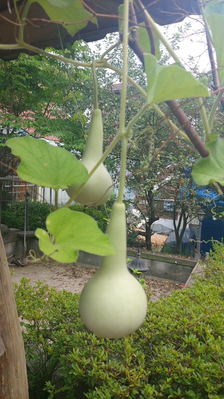 조롱박