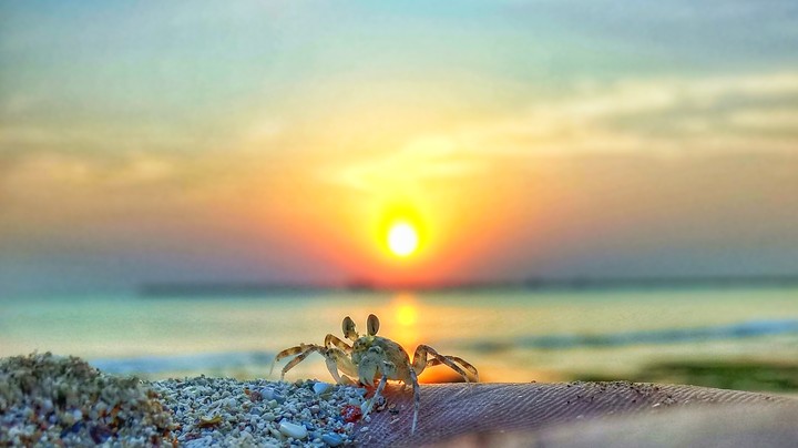 crab