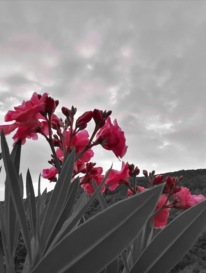 Pink Flower