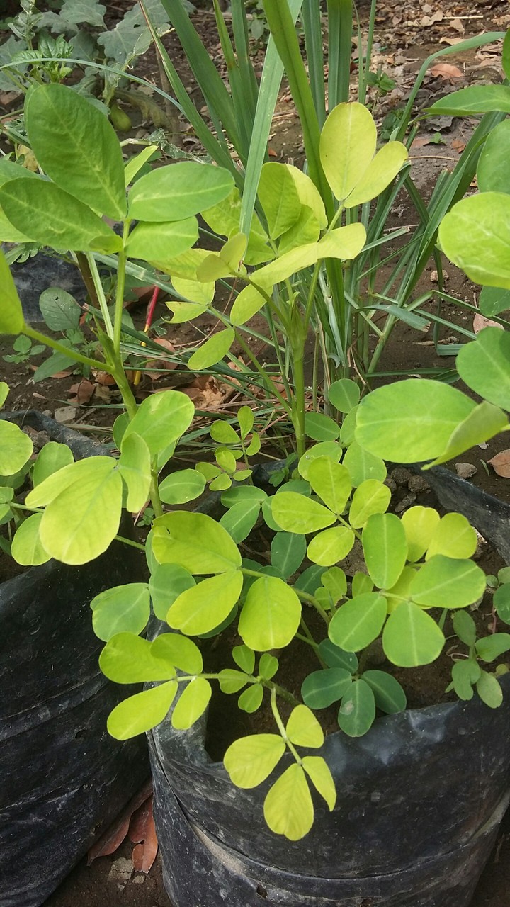 leaf