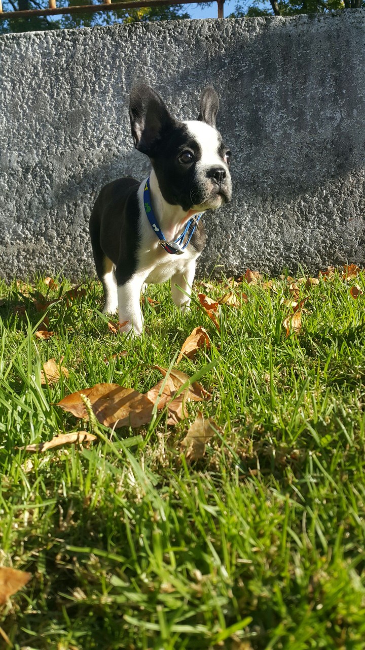 bulldog frances