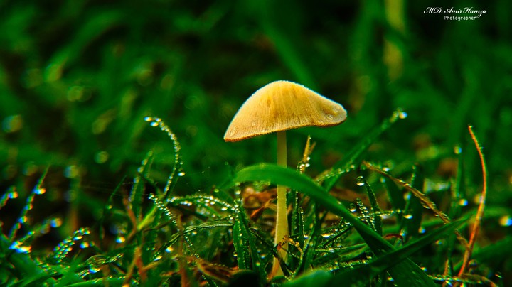 mushroom