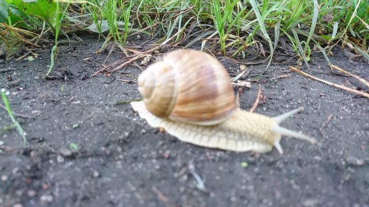 ślimaczek