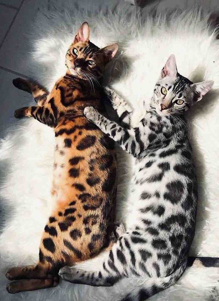Cats