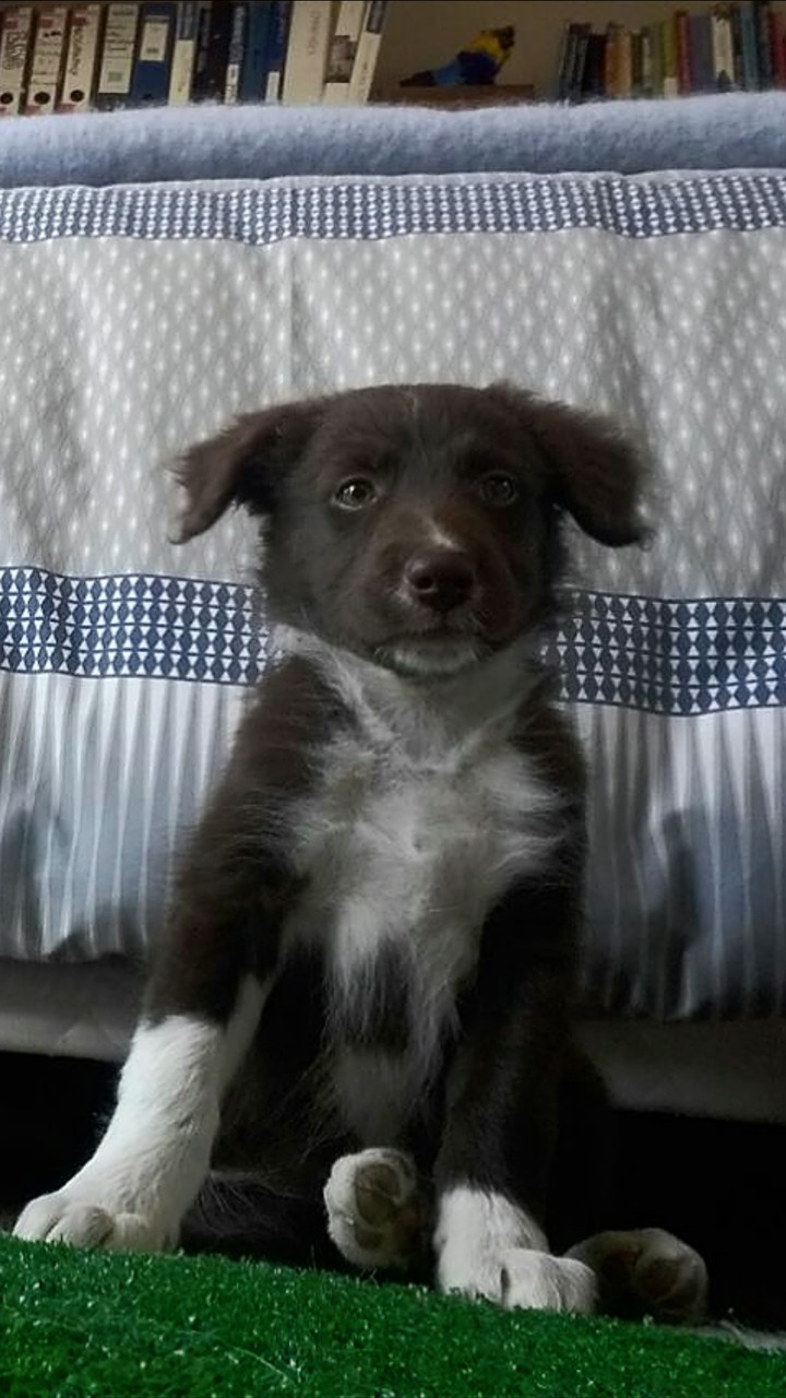 Collie Pup