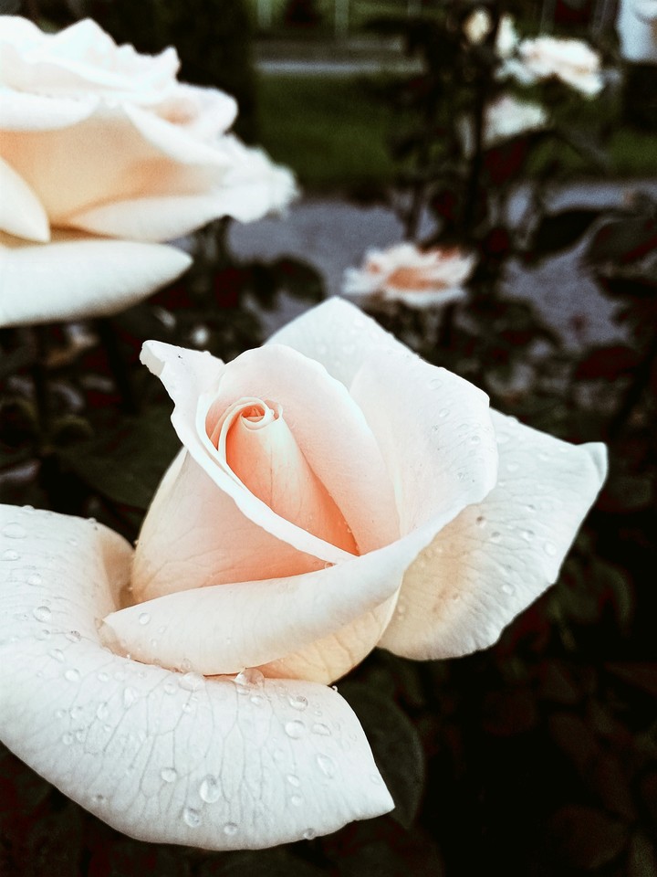 white Rose