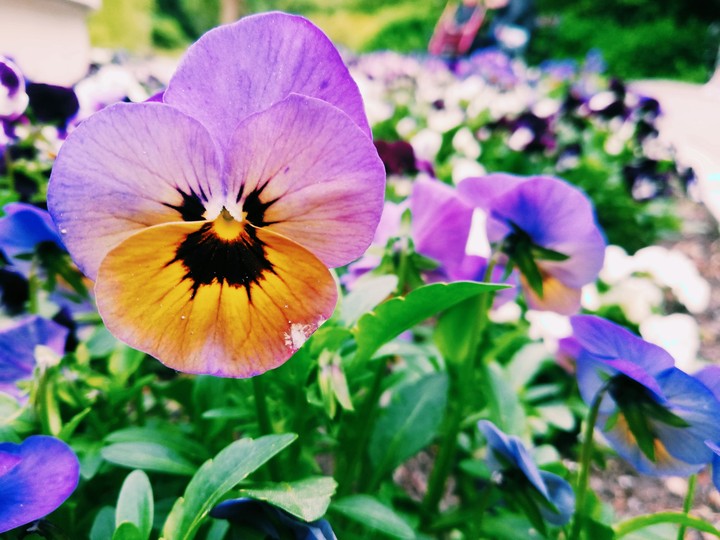 flower