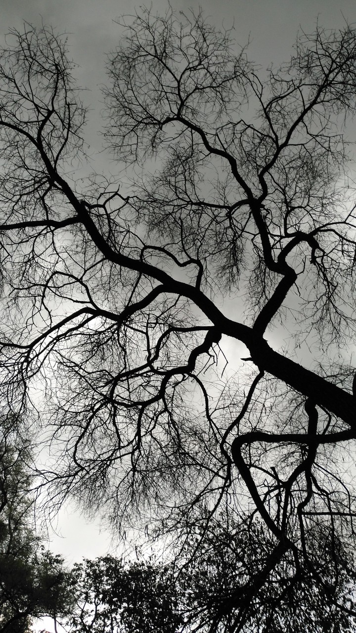 old tree