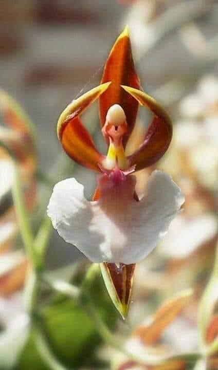 Orquídea