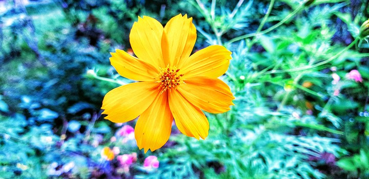 Yellow