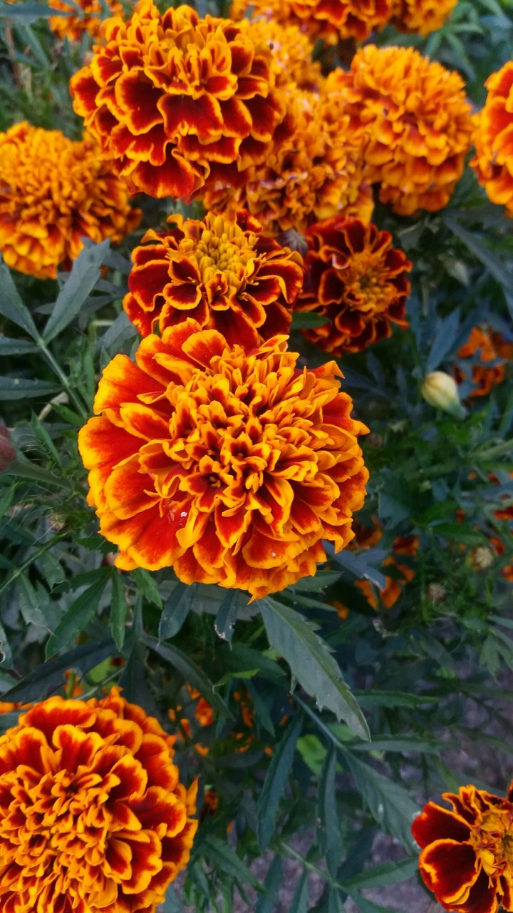 Orange rose