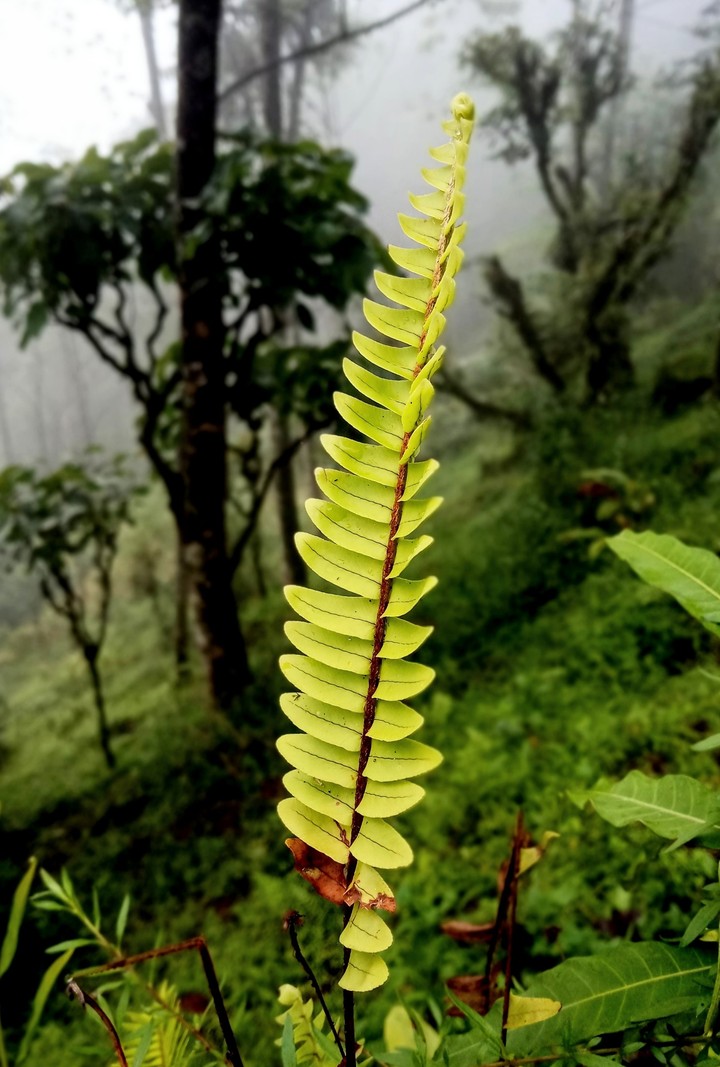 nature
