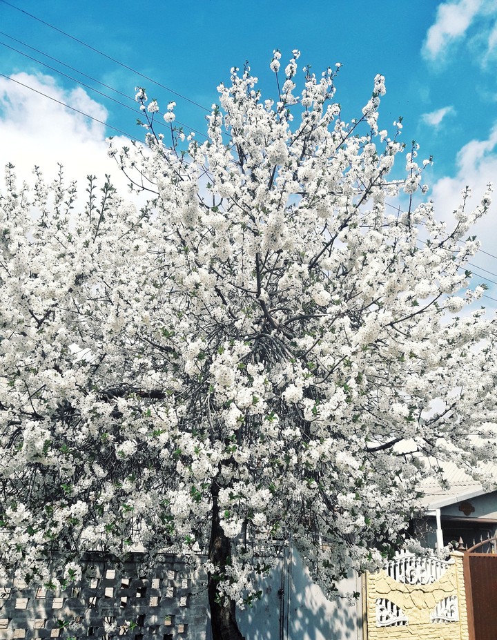 spring.