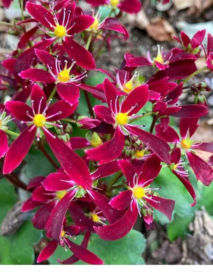 flowers