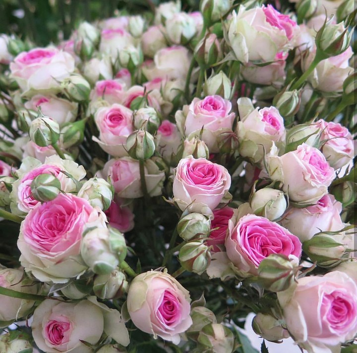 Roses růže