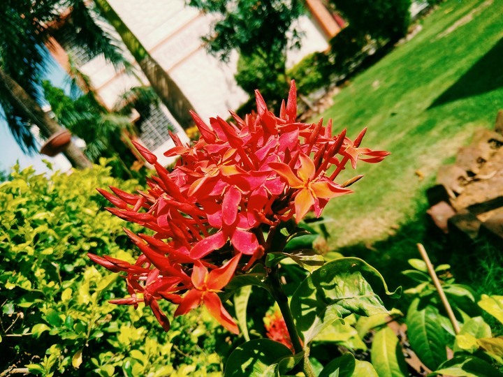 Natural lover..