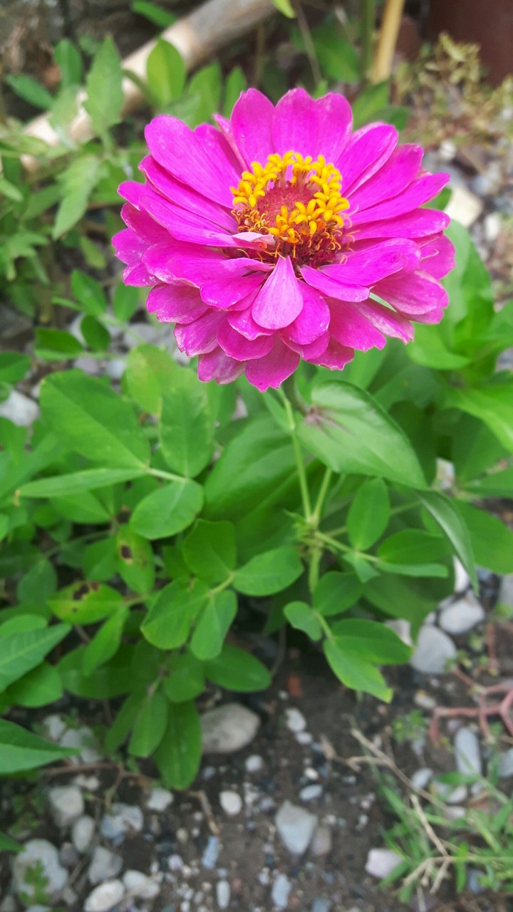 The pink harmony