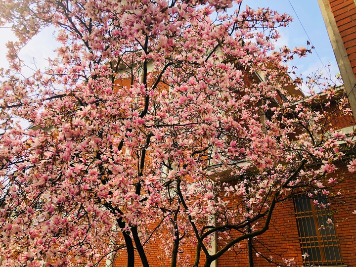 spring