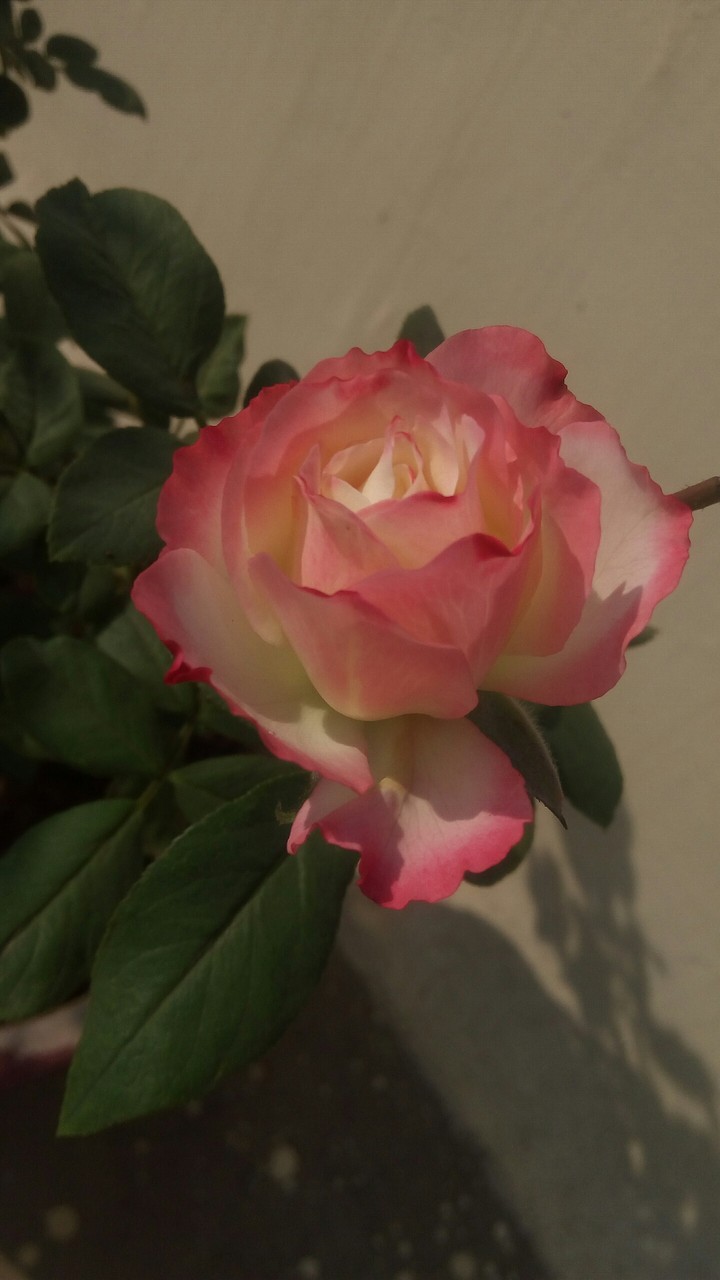 terrace garden rose