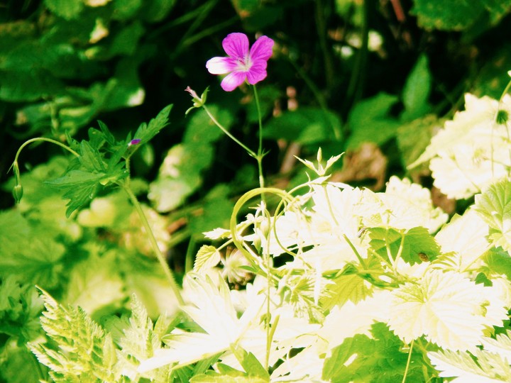 Beautiful flower