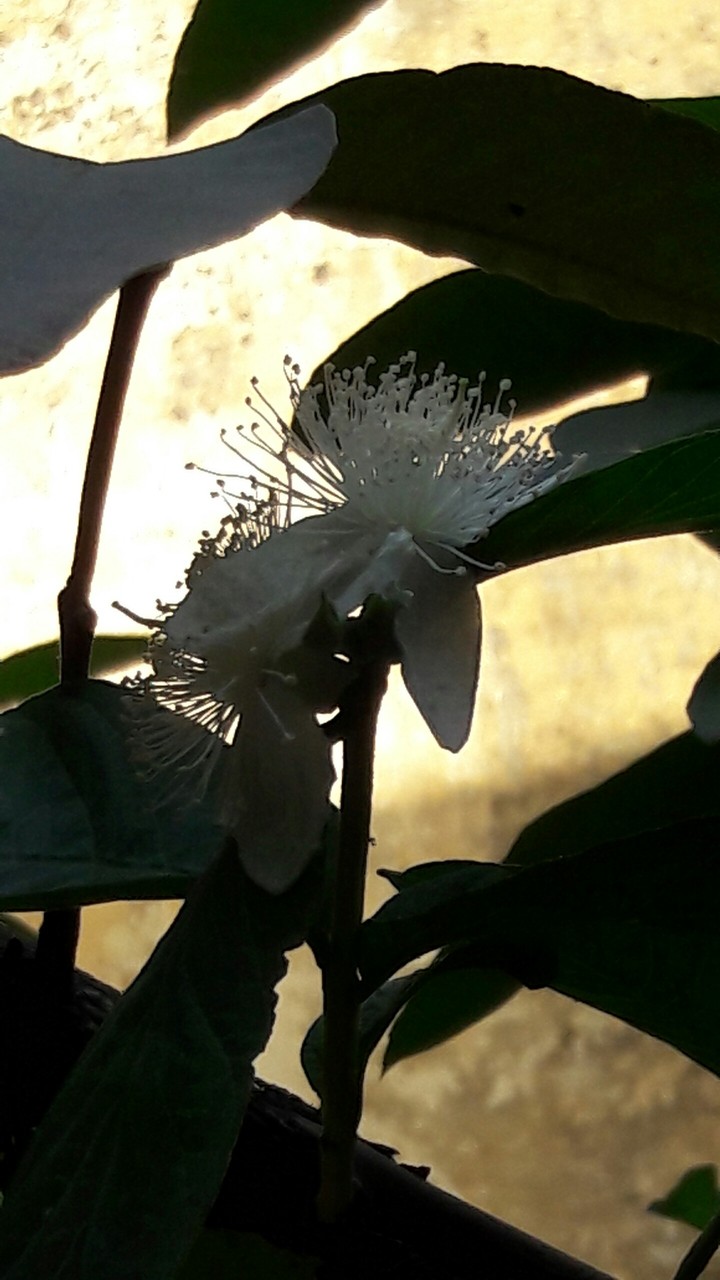Guava flower