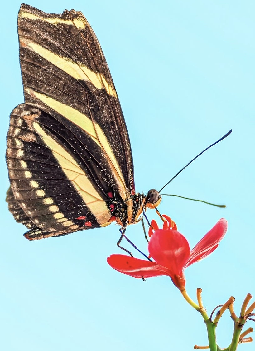 sfondi Close-up, pollinator