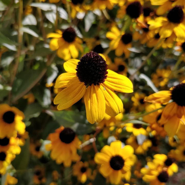 flower's