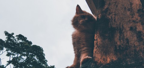 cat