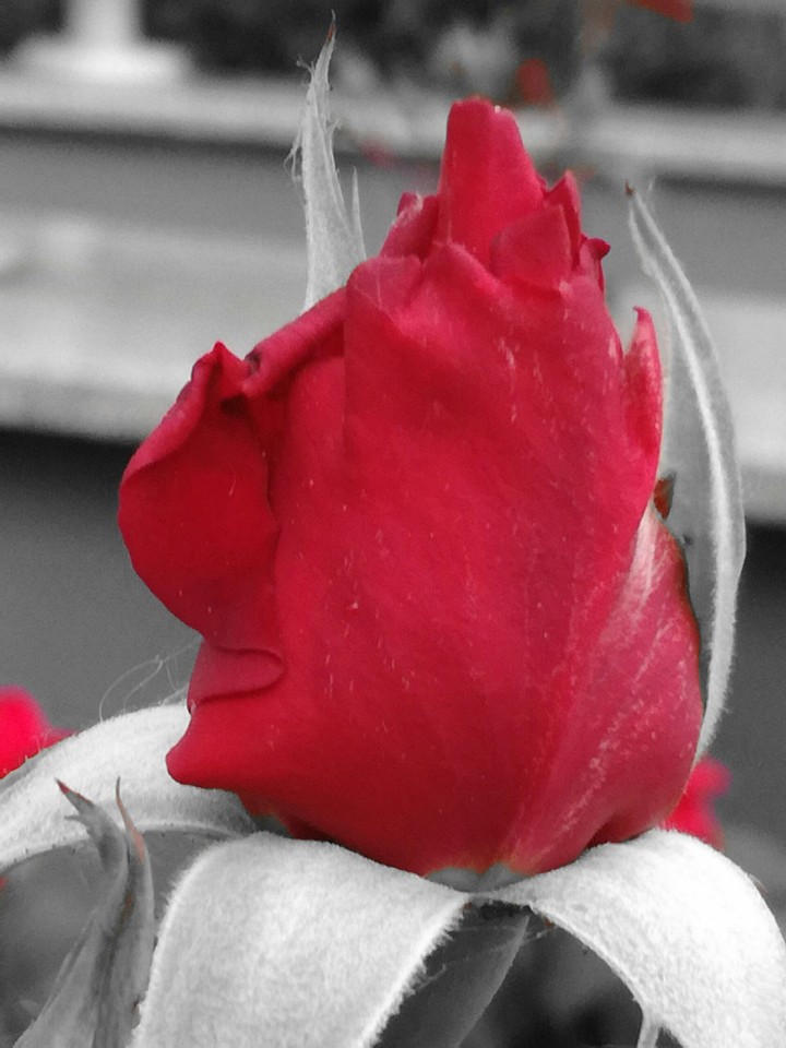 black and red.rose.