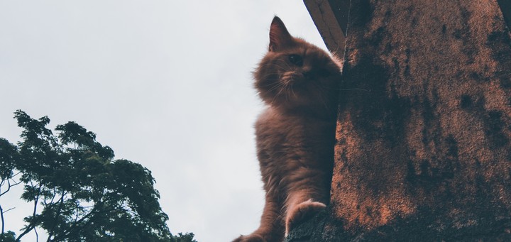 cat