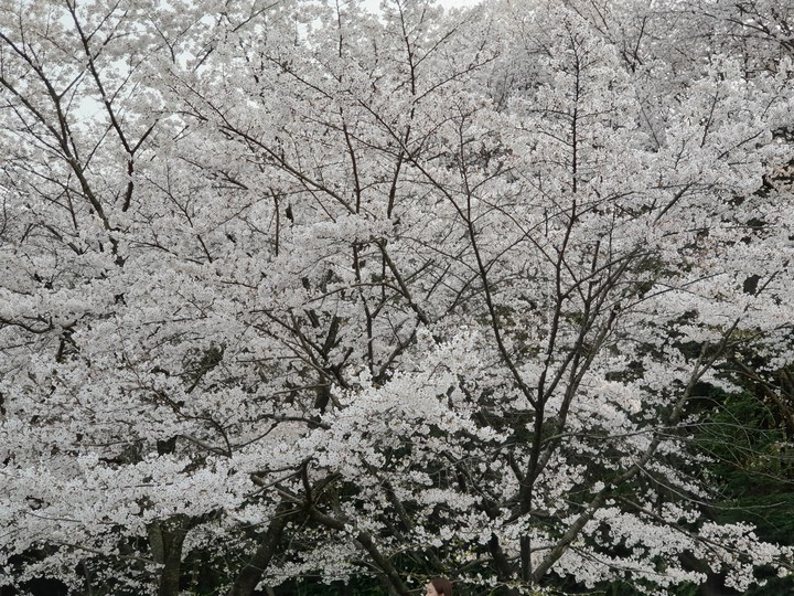 spring