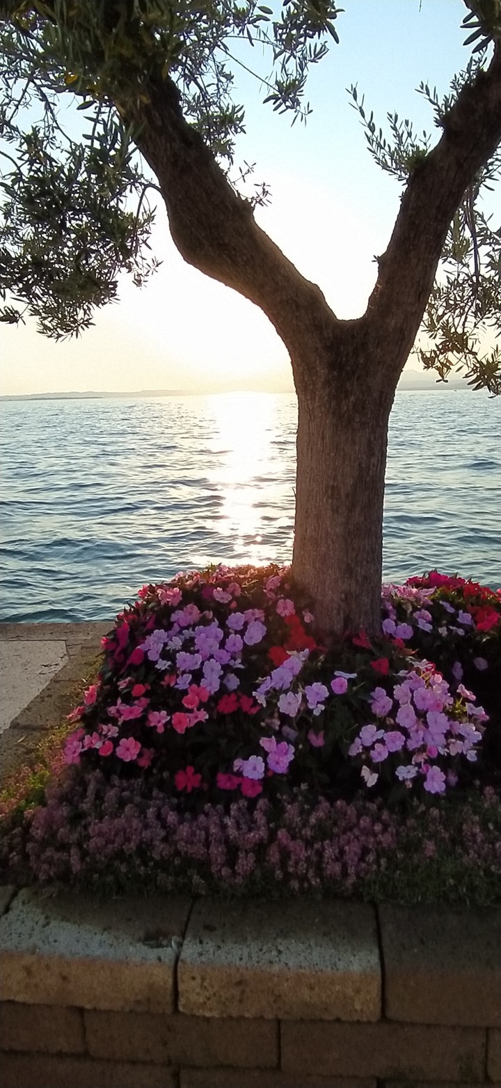 Bardolino