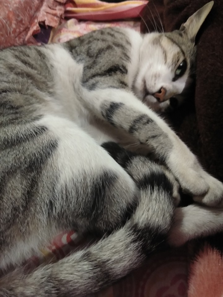 cat