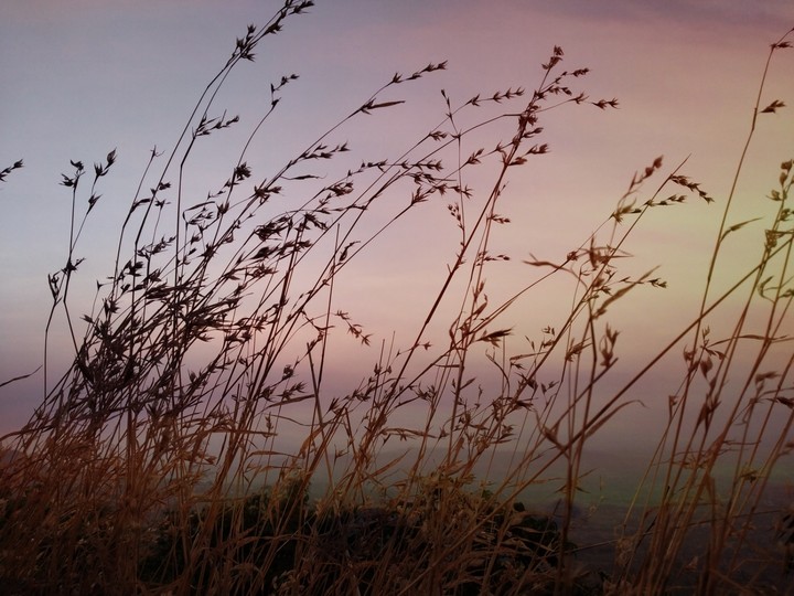 Lovely grass