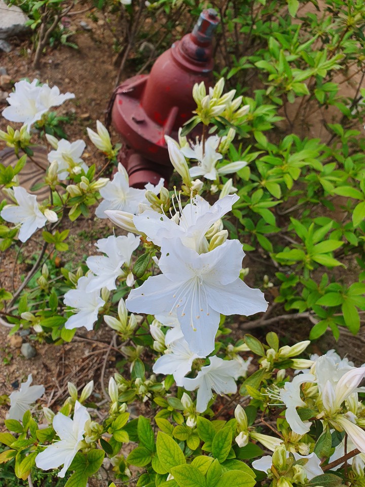 꽃 그리고 안정