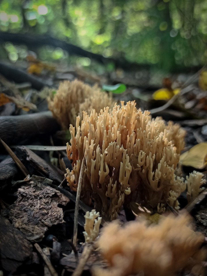 ramaria