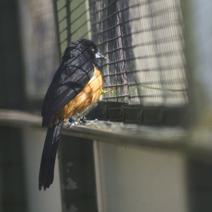 A sad bird