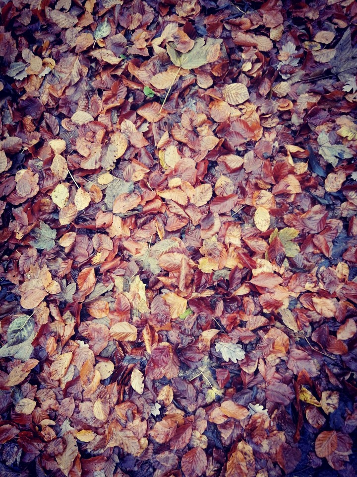 leaves