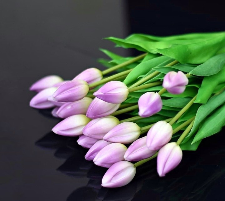 tulips